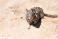 Wild ground-squirrel rodent marmotini animal in natural habitat