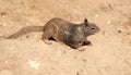 Wild ground squirrel rodent marmotini animal on rocky soil