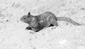 Wild ground squirrel rodent marmotini animal on rocky soil Royalty Free Stock Photo