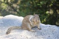 Wild Ground Squirrel