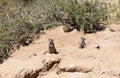 Wild ground-squirrels rodents marmotini animals in natural habitat Royalty Free Stock Photo