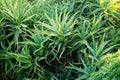 Wild growing aloe vera