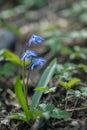 Blue alpine squill flowers (Scilla bifolia).