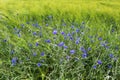 Wild growing blue Cornflowers at the edge of a barley field Royalty Free Stock Photo