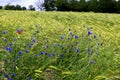 Wild growing blue Cornflowers at the edge of a barley field Royalty Free Stock Photo