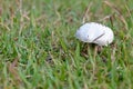 Wild-growing champgnon (Lat. Agaricus bisporus) Royalty Free Stock Photo