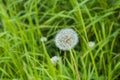 Wild growing dandelion seed head in a grassy location