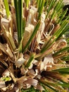 Wild growing green reed in the garden