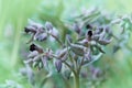 Wild-growing herb of Siberia of Noney dark-brown Nonea rossica Medicus, Brown Nonea.