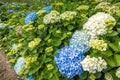 Wild growing hydrangeas on Sao Miguel island, Azores archipelago Royalty Free Stock Photo