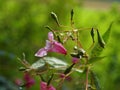 Impatiens purple bloom in fall, background blurred Royalty Free Stock Photo