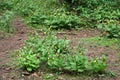 Wild growing lady-slipper orchids Royalty Free Stock Photo