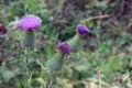 Wild-growing leguminous flowers