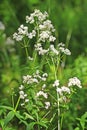 Wild-growing medicinal plants Galium boreale L.