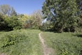 Wild growing plants in the park in Goclaw estate