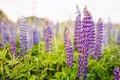 Wild-growing purple flowers of a lupine in the summer field