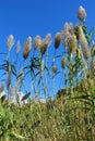 Wild growing reeds at the coast of Calabria