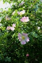 Wild growing roses with pink flowers, close up