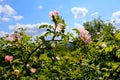 Wild growing roses with pink flowers in front of blue sky