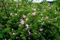 Wild growing roses with pink flowers