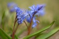 Wild growing squill