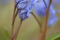 Wild growing squill