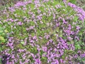 Wild growing wild flowers Purple perennials Royalty Free Stock Photo
