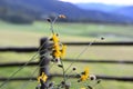 Wild growing yellow flower Royalty Free Stock Photo