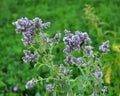 Mint long-leaved Mentha longifolia grows in nature