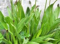 Lanceolate plantain, plantago lanceolata grows in nature Royalty Free Stock Photo