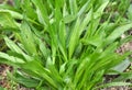 Lanceolate plantain, plantago lanceolata grows in nature Royalty Free Stock Photo