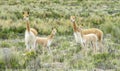 Wild Guanaco herd in pampa Royalty Free Stock Photo