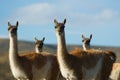 Wild guanacoes in Patagonia.