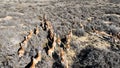 Wild Guanacos At El Calafate In Santa Cruz Argentina.