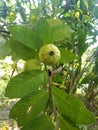 Guava fruits on the green leaves. Royalty Free Stock Photo