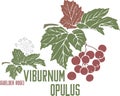 Viburnum opulus branch silhouette in color image vector illustration