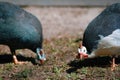 Wild guinea fowl hen feeding on ground outdoor