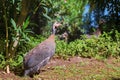 Wild guinea hen on a green grass