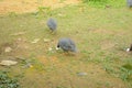 Wild guinea hen on a green grass