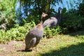 Wild guinea hen on a green grass