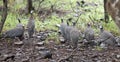 Wild guinea hen