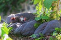 Wild guinea hens lying in the woods