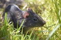 Wild Guinea pig in grass