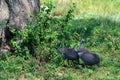 Wild guineafowl or Numida meleagris in savannah