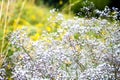 Wild Gypsophila flowers on summer meadow background Royalty Free Stock Photo