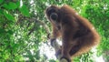 Wild happy orangutan climbing down from tree Royalty Free Stock Photo