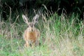Wild hare Royalty Free Stock Photo