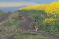 Wild hare beautiful close up in early morning sunrise. Stunning detail of the brown hare Lepus europaeus