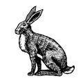 Wild hare or brown rabbit sits. European Bunny or cowardly coney. Hand drawn engraved old animal sketch for T-shirt