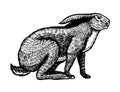 Wild hare or brown rabbit sits. European Bunny or cowardly coney. Hand drawn engraved old animal sketch for T-shirt
